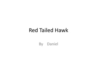 Red Tailed Hawk
By Daniel
 