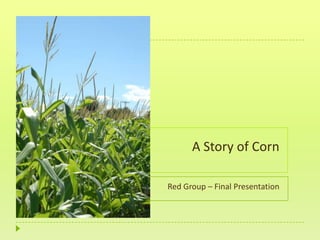 A Story of Corn Red Group – Final Presentation 