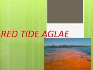 RED TIDE AGLAE
 