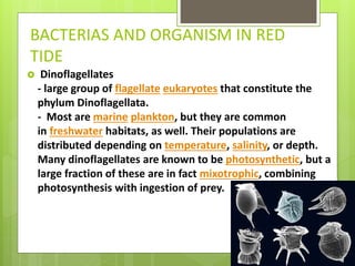 BACTERIAS AND ORGANISM IN RED
TIDE
 Dinoflagellates
- large group of flagellate eukaryotes that constitute the
phylum Dinoflagellata.
- Most are marine plankton, but they are common
in freshwater habitats, as well. Their populations are
distributed depending on temperature, salinity, or depth.
Many dinoflagellates are known to be photosynthetic, but a
large fraction of these are in fact mixotrophic, combining
photosynthesis with ingestion of prey.
 