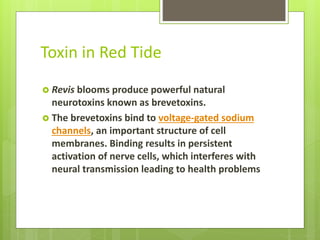 Toxin in Red Tide
 Revis blooms produce powerful natural
neurotoxins known as brevetoxins.
 The brevetoxins bind to voltage-gated sodium
channels, an important structure of cell
membranes. Binding results in persistent
activation of nerve cells, which interferes with
neural transmission leading to health problems
 