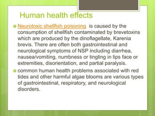 Human health effects
 Neurotoxic shellfish poisoning is caused by the
consumption of shellfish contaminated by brevetoxins
which are produced by the dinoflagellate, Karenia
brevis. There are often both gastrointestinal and
neurological symptoms of NSP including diarrhea,
nausea/vomiting, numbness or tingling in lips face or
extremities, disorientation, and partial paralysis.
 common human health problems associated with red
tides and other harmful algae blooms are various types
of gastrointestinal, respiratory, and neurological
disorders.
 
