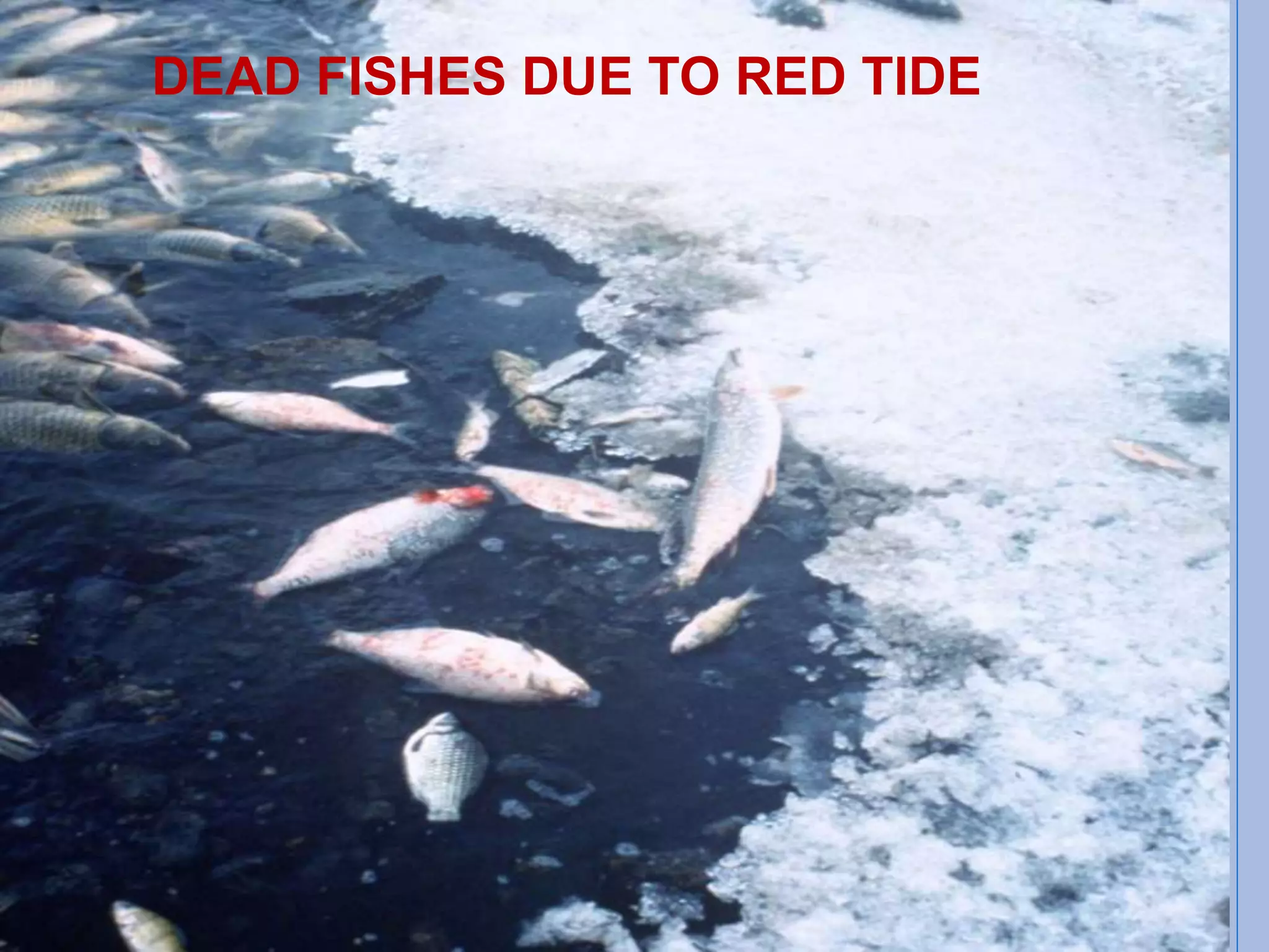 Red tide effect on marine fauna | PPT