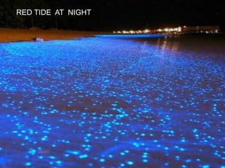 Red tide effect on marine fauna | PPTX