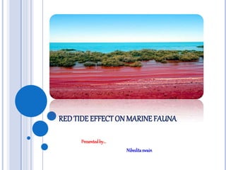 RED TIDE EFFECT ON MARINE FAUNA
Presentedby...
Nibedita swain
 