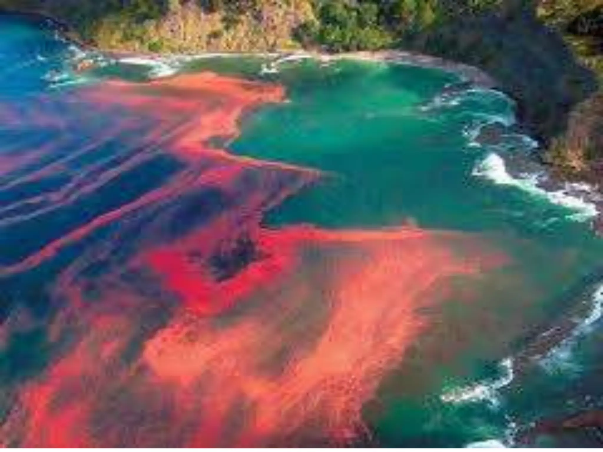 Red Tide Phenomenon