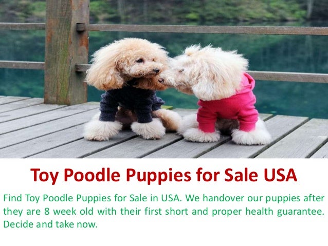 Toy Poodle Puppies For Sale Usa