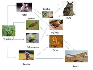 Culebra

Ratón
Buho

Gorrion

Lagartija
Vegetales
Saltamontes
Zorro

Conejo

Puma

 