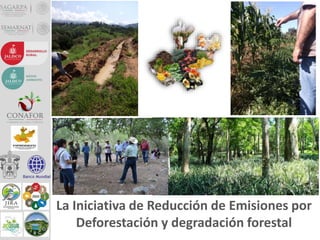 La Iniciativa de Reducción de Emisiones por
Deforestación y degradación forestal
 