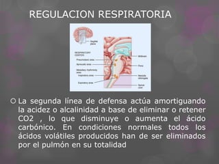 REGULACION RESPIRATORIA

 La segunda línea de defensa actúa amortiguando
la acidez o alcalinidad a base de eliminar o retener
CO2 , lo que disminuye o aumenta el ácido
carbónico. En condiciones normales todos los
ácidos volátiles producidos han de ser eliminados
por el pulmón en su totalidad

 