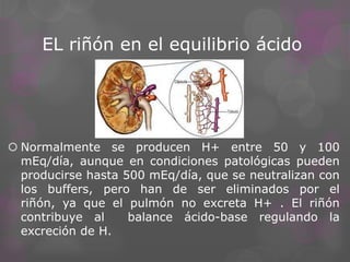 EL riñón en el equilibrio ácido

 Normalmente se producen H+ entre 50 y 100
mEq/día, aunque en condiciones patológicas pueden
producirse hasta 500 mEq/día, que se neutralizan con
los buffers, pero han de ser eliminados por el
riñón, ya que el pulmón no excreta H+ . El riñón
contribuye al
balance ácido-base regulando la
excreción de H.

 