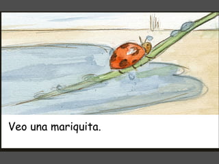 Veo una mariquita. 