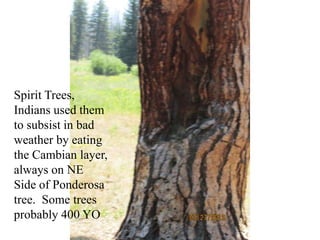 Spirit Trees,
Indians used them
to subsist in bad
weather by eating
the Cambian layer,
always on NE
Side of Ponderosa
tree. Some trees
probably 400 YO
 