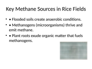 Reducing_Methane_Rice_Presentation_With_Infographic.pptx