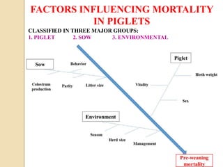 FACTORS INFLUENCING MORTALITY
IN PIGLETS
CLASSIFIED IN THREE MAJOR GROUPS:
1. PIGLET 2. SOW 3. ENVIRONMENTAL
 