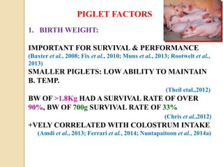 PIGLET FACTORS
1. BIRTH WEIGHT:
IMPORTANT FOR SURVIVAL & PERFORMANCE
(Baxter et al., 2008; Fix et al., 2010; Muns et al., 2013; Rootwelt et al.,
2013)
SMALLER PIGLETS: LOW ABILITY TO MAINTAIN
B. TEMP.
(Theil etal.,2012)
BW OF >1.8Kg HAD A SURVIVAL RATE OF OVER
90%, BW OF 700g SURVIVAL RATE OF 33%
(Chris et al.,2012)
+VELY CORRELATED WITH COLOSTRUM INTAKE
(Amdi et al., 2013; Ferrari et al., 2014; Nuntapaitoon et al., 2014a)
 