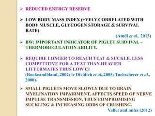  REDUCED ENERGY RESERVE
 LOW BODY-MASS INDEX (+VELY CORRELATED WITH
BODY MUSCLE, GLYCOGEN STORAGE & SURVIVAL
RATE)
(Amdi et al., 2013)
 BW: IMPORTANT INDICATOR OF PIGLET SURVIVAL –
THERMOREGULATION ABILITY.
 REQUIRE LONGER TO REACH TEAT & SUCKLE. LESS
COMPETITIVE FOR A TEAT THAN HEAVIER
LITTERMATES THUS LOW CI
(Rookeandbland, 2002; le Dividich et al.,2005; Tuchscherer et al.,
2000).
 SMALL PIGLETS MOVE SLOWLY DUE TO BRAIN
MYELINATION IMPAIRMENT, AFFECTS SPEED OF NERVE
IMPULSE TRANSMISSION, THUS COMPROMISING
SUCKLING & INCREASING ODDS OF CRUSHING.
Vallet and miles (2012)
 