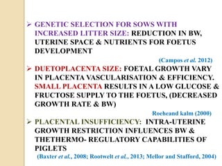  GENETIC SELECTION FOR SOWS WITH
INCREASED LITTER SIZE: REDUCTION IN BW,
UTERINE SPACE & NUTRIENTS FOR FOETUS
DEVELOPMENT
(Campos et al. 2012)
 DUETOPLACENTA SIZE: FOETAL GROWTH VARY
IN PLACENTA VASCULARISATION & EFFICIENCY.
SMALL PLACENTA RESULTS IN A LOW GLUCOSE &
FRUCTOSE SUPPLY TO THE FOETUS, (DECREASED
GROWTH RATE & BW)
Roeheand kalm (2000)
 PLACENTAL INSUFFICIENCY: INTRA-UTERINE
GROWTH RESTRICTION INFLUENCES BW &
THETHERMO- REGULATORY CAPABILITIES OF
PIGLETS
(Baxter et al., 2008; Rootwelt et al., 2013; Mellor and Stafford, 2004)
 