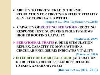  ABILITY TO FIRST SUCKLE & THERMO
REGULATION FOR FIRST 24 h REFLECT VITALITY
& +VELY CORRELATED WITH CI
(Herpin et al., 1996; Tuchscherer et al.,2000)
 CAPACITY OF ROOTING BEHAVIOUR (ROOTING
RESPONSE TEST) SURVIVING PIGLETS SHOWS
HIGHER ROOTING CAPACITY
(Baxter et al., 2009)
 BEHAVIOURAL TRAITS (UDDER STIMULATION
REFLEX, CAPACITY TO MOVE WITHIN A
CIRCULAR ENCLOSURE) INDICATES VITALITY
(Muns et al., 2013)
INTEGRITY OF UMBILICAL CORD (ALTERATION
OR RUPTURE ) REDUCES BLOOD PERFUSION,
CAUSING ANEMIA/HYPOXIA
(Rootwelt et al., 2012, 2013)
 