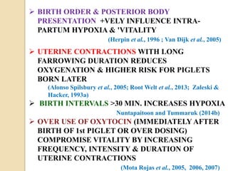  BIRTH ORDER & POSTERIOR BODY
PRESENTATION +VELY INFLUENCE INTRA-
PARTUM HYPOXIA & 'VITALITY
(Herpin et al., 1996 ; Van Dijk et al., 2005)
 UTERINE CONTRACTIONS WITH LONG
FARROWING DURATION REDUCES
OXYGENATION & HIGHER RISK FOR PIGLETS
BORN LATER
(Alonso Spilsbury et al., 2005; Root Welt et al., 2013; Zaleski &
Hacker, 1993a)
 BIRTH INTERVALS >30 MIN. INCREASES HYPOXIA
Nuntapaitoon and Tummaruk (2014b)
 OVER USE OF OXYTOCIN (IMMEDIATELY AFTER
BIRTH OF 1st PIGLET OR OVER DOSING)
COMPROMISE VITALITY BY INCREASING
FREQUENCY, INTENSITY & DURATION OF
UTERINE CONTRACTIONS
(Mota Rojas et al., 2005, 2006, 2007)
 