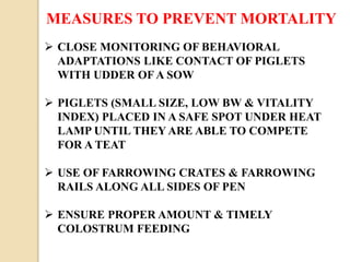 MEASURES TO PREVENT MORTALITY
 CLOSE MONITORING OF BEHAVIORAL
ADAPTATIONS LIKE CONTACT OF PIGLETS
WITH UDDER OF A SOW
 PIGLETS (SMALL SIZE, LOW BW & VITALITY
INDEX) PLACED IN A SAFE SPOT UNDER HEAT
LAMP UNTIL THEY ARE ABLE TO COMPETE
FOR A TEAT
 USE OF FARROWING CRATES & FARROWING
RAILS ALONG ALL SIDES OF PEN
 ENSURE PROPER AMOUNT & TIMELY
COLOSTRUM FEEDING
 