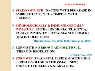  STRESS OF BIRTH: TO COPE WITH DECREASE IN
AMBIENT TEMP., & TO COMPETE WITH
SIBLINGS.
 PHYSIOLOGICALLY & IMMUNOLOGICALLY
IMMATURE: EPITHELIOCHORIAL PLACENTA,
PASSIVE IMMUNITY SUPPLY, MAINLY FROM IG
(IgG) IN COLOSTRUM
(Herpin et al., 1996, 2002; Tuchscherer et al., 2000)
 BORN WITH NO BROWN ADIPOSE TISSUE,
(THERMO- REGULATION)
(Berthon et al.,1993)
 BORN WET (PLACENTAL FLUIDS) & WITH HIGH
SURFACE/VOLUME RATIO (SMALL SIZE),
PRONE TO CHILLING & STARVATION.
……………...Causes of Mortality
 