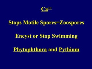 Ca++
Stops Motile Spores=Zoospores
Encyst or Stop Swimming
Phytophthora and Pythium
 