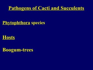 Pathogens of Cacti and Succulents
Phytophthora species
Hosts
Boogum-trees
 