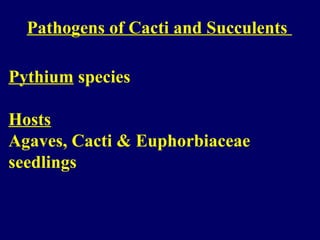 Pathogens of Cacti and Succulents
Pythium species
Hosts
Agaves, Cacti & Euphorbiaceae
seedlings
 