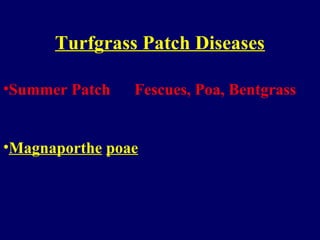 Turfgrass Patch Diseases
•Summer Patch Fescues, Poa, Bentgrass
•Magnaporthe poae
 