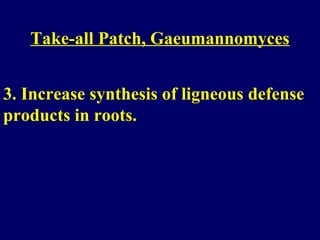 Take-all Patch, Gaeumannomyces
3. Increase synthesis of ligneous defense
products in roots.
 