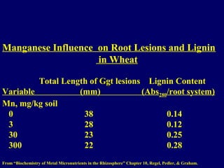 Manganese Influence on Root Lesions and Lignin
in Wheat
Total Length of GgtGgt lesions Lignin Content
Variable (mm) (Abs280/root system)
Mn, mg/kg soil
0 38 0.14
3 28 0.12
30 23 0.25
300 22 0.28
From “Biochemistry of Metal Micronutrients in the Rhizosphere” Chapter 10, Regel, Pedler, & Graham.
 