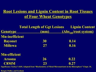 Root Lesions and Lignin Content in Root Tissues
of Four Wheat Genotypes
Total Length of GgtGgt Lesions Lignin Content
Genotype (mm) (Abs280/root system)
Mn-inefficient
Bayonet 30 0.14
Millewa 27 0.16
Mn-efficient
Aroona 26 0.22
C8MM 23 0.27
Significance Turkey’s 0.05; Adapted from “Biochemistry of Metal Micronutrients in the Rhizosphere” Chapt. 10,
Rengel, Pedler, and Graham
 