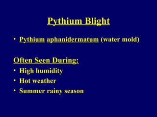 Pythium Blight
• Pythium aphanidermatum (water mold)
Often Seen During:
• High humidity
• Hot weather
• Summer rainy season
 