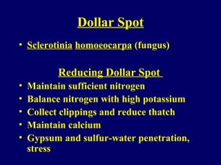 Dollar Spot
• Sclerotinia homoeocarpa (fungus)
Reducing Dollar Spot
• Maintain sufficient nitrogen
• Balance nitrogen with high potassium
• Collect clippings and reduce thatch
• Maintain calcium
• Gypsum and sulfur-water penetration,
stress
 
