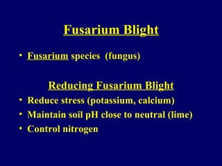 Fusarium Blight
• Fusarium species (fungus)
Reducing Fusarium Blight
• Reduce stress (potassium, calcium)
• Maintain soil pH close to neutral (lime)
• Control nitrogen
 