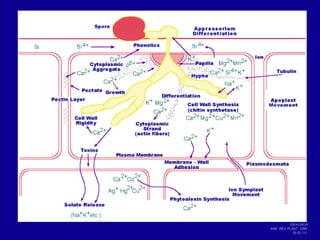 Reduction of Plant Diseases  Using Nutrients