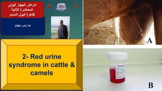 14
‫نوفمبر‬
2202
2- Red urine
syndrome in cattle &
camels
‫البولى‬ ‫الجهاز‬ ‫أمراض‬
‫المحاضرة‬
‫الثانية‬
‫المدمم‬ ‫البول‬ ‫ظاهرة‬
 