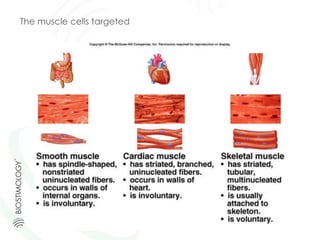 The muscle cells targeted
 