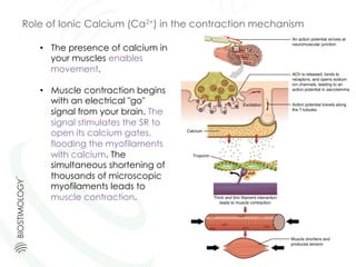 •  The presence of calcium in
your muscles enables
movement.
•  Muscle contraction begins
with an electrical "go"
signal from your brain. The
signal stimulates the SR to
open its calcium gates,
flooding the myofilaments
with calcium. The
simultaneous shortening of
thousands of microscopic
myofilaments leads to
muscle contraction.
Role of Ionic Calcium (Ca2+) in the contraction mechanism
 