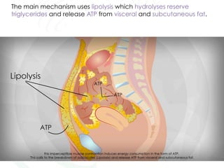 The main mechanism uses lipolysis which hydrolyses reserve
triglycerides and release ATP from visceral and subcutaneous fat.
 