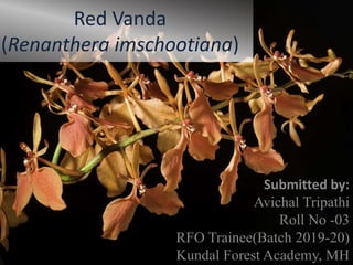 Red Vanda
(Renanthera imschootiana)
Submitted by:
Avichal Tripathi
Roll No -03
RFO Trainee(Batch 2019-20)
Kundal Forest Academy, MH
 