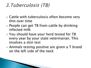  Cattle with tuberculosis often become very
thin over time
 People can get TB from cattle by drinking
infected milk
 You should have your herd tested for TB
every year by your state veterinarian. This
involves a skin test
 Animals testing positive are given a T brand
on the left side of the neck
 