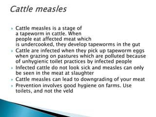  Cattle measles is a stage of
a tapeworm in cattle. When
people eat affected meat which
is undercooked, they develop tapeworms in the gut
 Cattle are infected when they pick up tapeworm eggs
when grazing on pastures which are polluted because
of unhygienic toilet practices by infected people
 Infected cattle do not look sick and measles can only
be seen in the meat at slaughter
 Cattle measles can lead to downgrading of your meat
 Prevention involves good hygiene on farms. Use
toilets, and not the veld
 