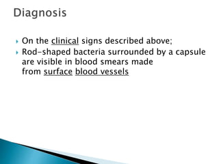  On the clinical signs described above;
 Rod-shaped bacteria surrounded by a capsule
are visible in blood smears made
from surface blood vessels
 