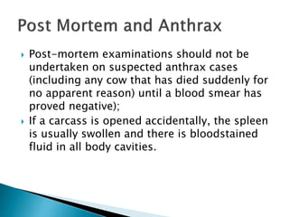  Post-mortem examinations should not be
undertaken on suspected anthrax cases
(including any cow that has died suddenly for
no apparent reason) until a blood smear has
proved negative);
 If a carcass is opened accidentally, the spleen
is usually swollen and there is bloodstained
fluid in all body cavities.
 