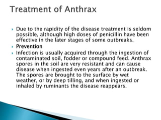  Due to the rapidity of the disease treatment is seldom
possible, although high doses of penicillin have been
effective in the later stages of some outbreaks.
 Prevention
 Infection is usually acquired through the ingestion of
contaminated soil, fodder or compound feed. Anthrax
spores in the soil are very resistant and can cause
disease when ingested even years after an outbreak.
The spores are brought to the surface by wet
weather, or by deep tilling, and when ingested or
inhaled by ruminants the disease reappears.
 