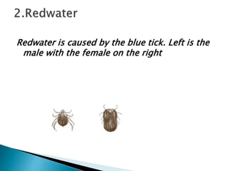 Redwater is caused by the blue tick. Left is the
male with the female on the right
 