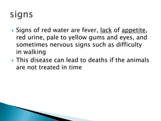  Signs of red water are fever, lack of appetite,
red urine, pale to yellow gums and eyes, and
sometimes nervous signs such as difficulty
in walking
 This disease can lead to deaths if the animals
are not treated in time
 