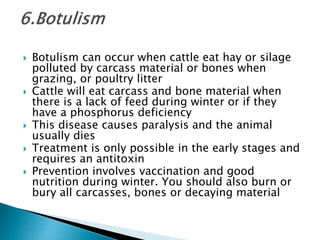  Botulism can occur when cattle eat hay or silage
polluted by carcass material or bones when
grazing, or poultry litter
 Cattle will eat carcass and bone material when
there is a lack of feed during winter or if they
have a phosphorus deficiency
 This disease causes paralysis and the animal
usually dies
 Treatment is only possible in the early stages and
requires an antitoxin
 Prevention involves vaccination and good
nutrition during winter. You should also burn or
bury all carcasses, bones or decaying material
 